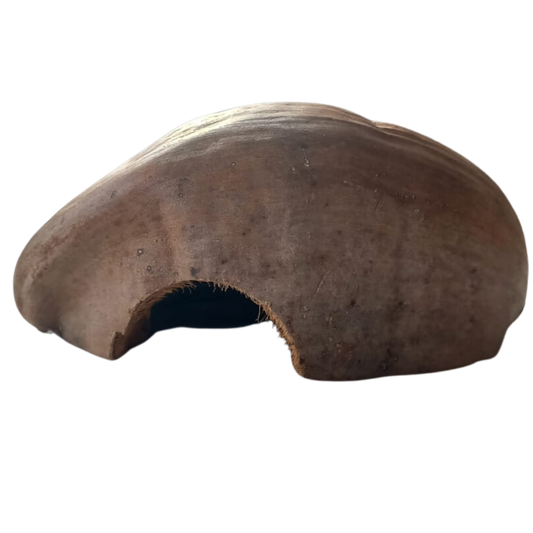 Nascondiglio noce di cocco