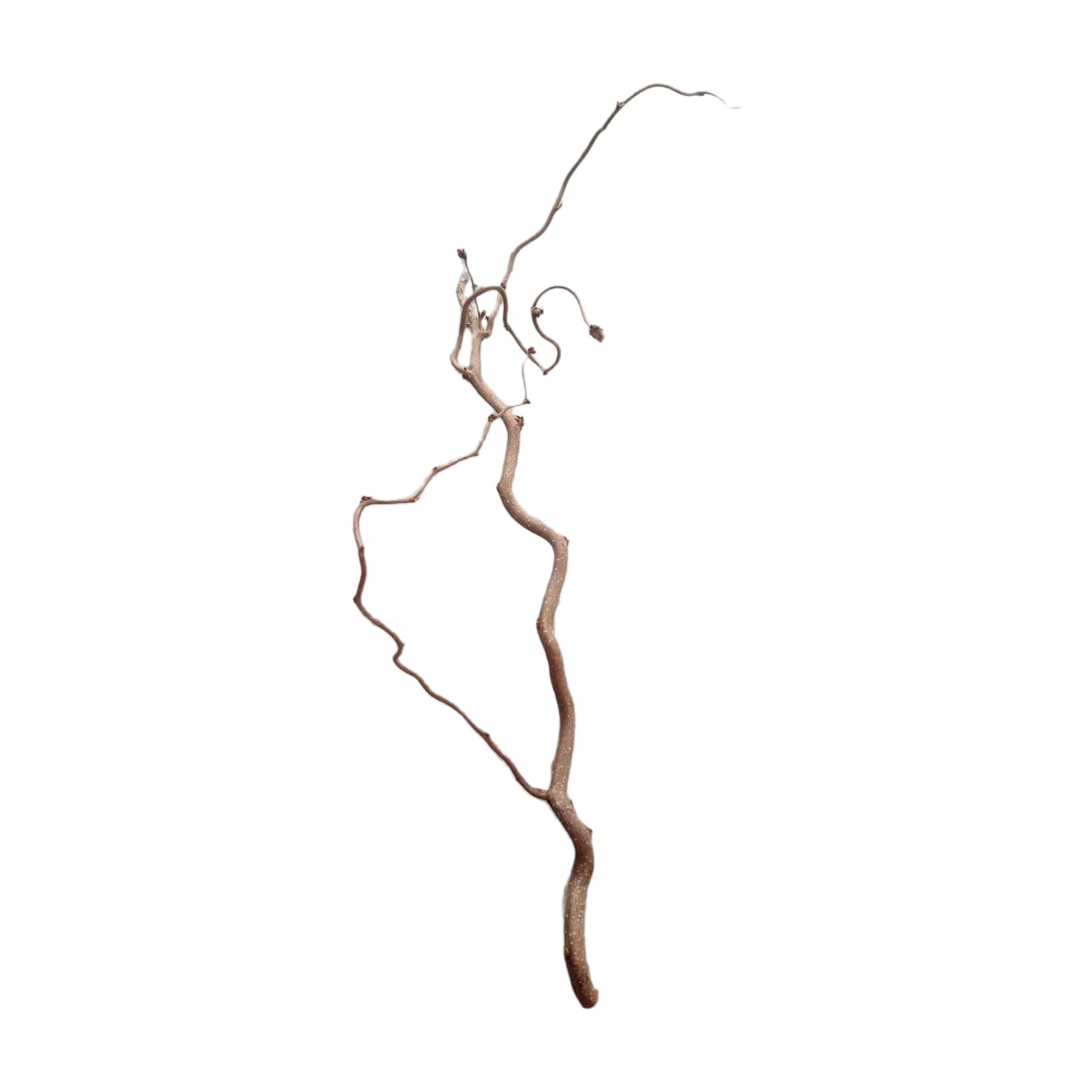 Ramo Curly 70-80 cm set di 3 pezzi